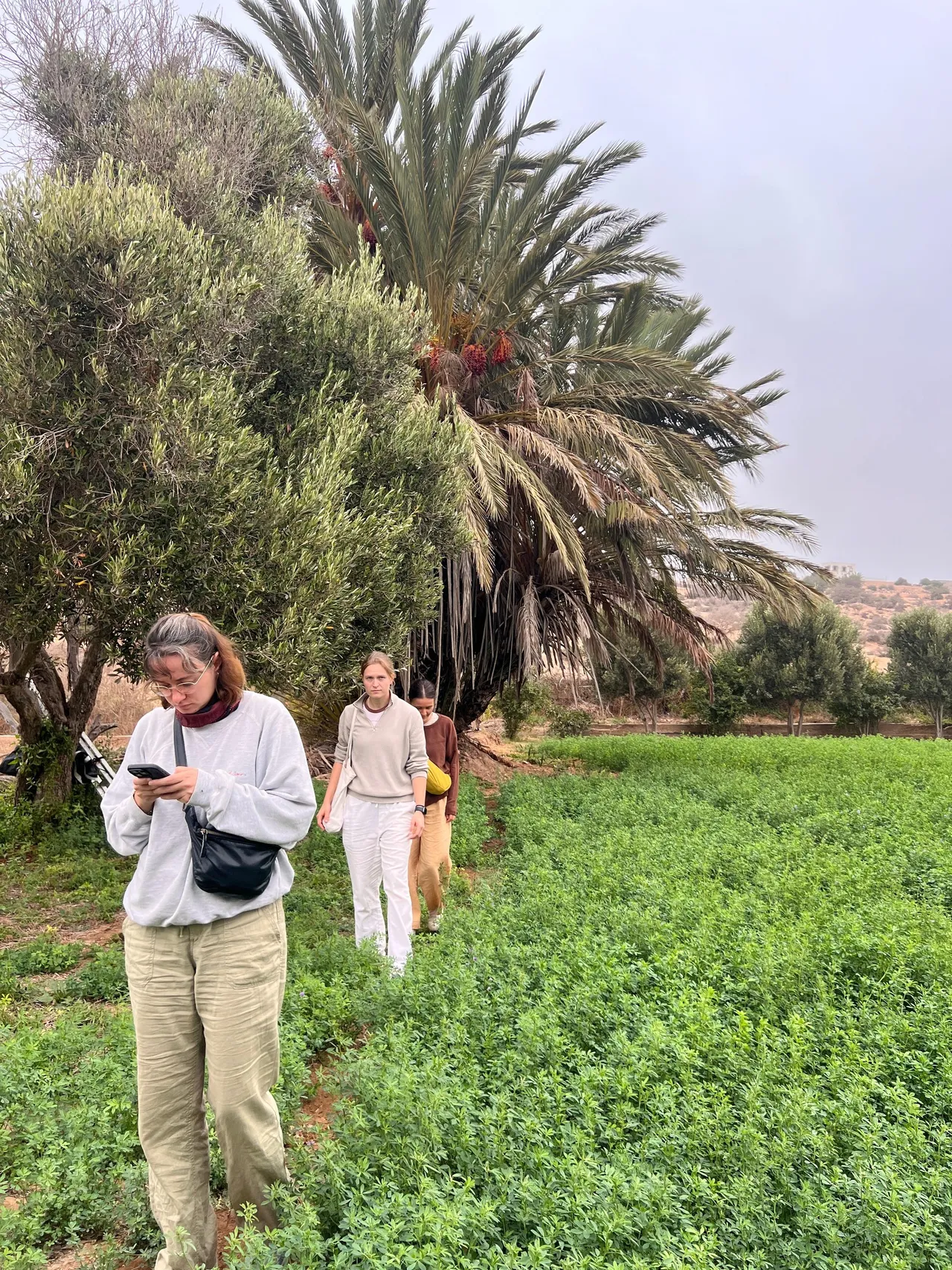 Walk through a green oasis and palm grove